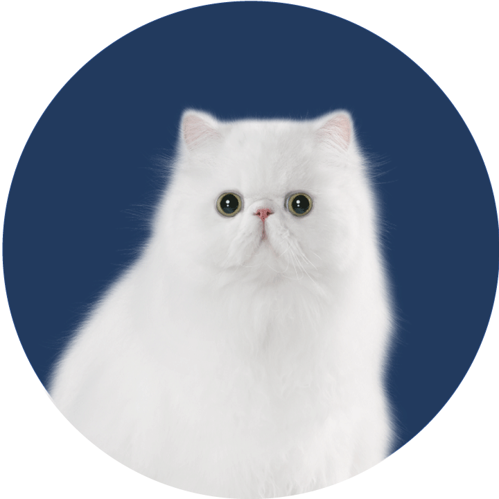 Gatto
