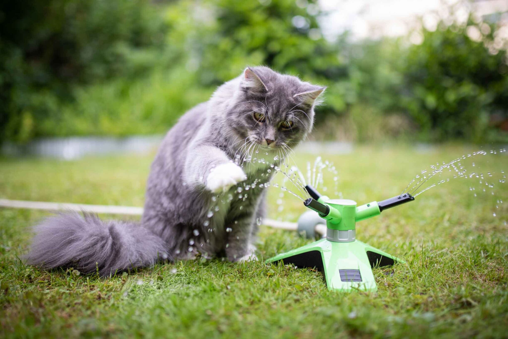 I gatti soffrono il caldo? Suggerimenti per aiutarli in estate