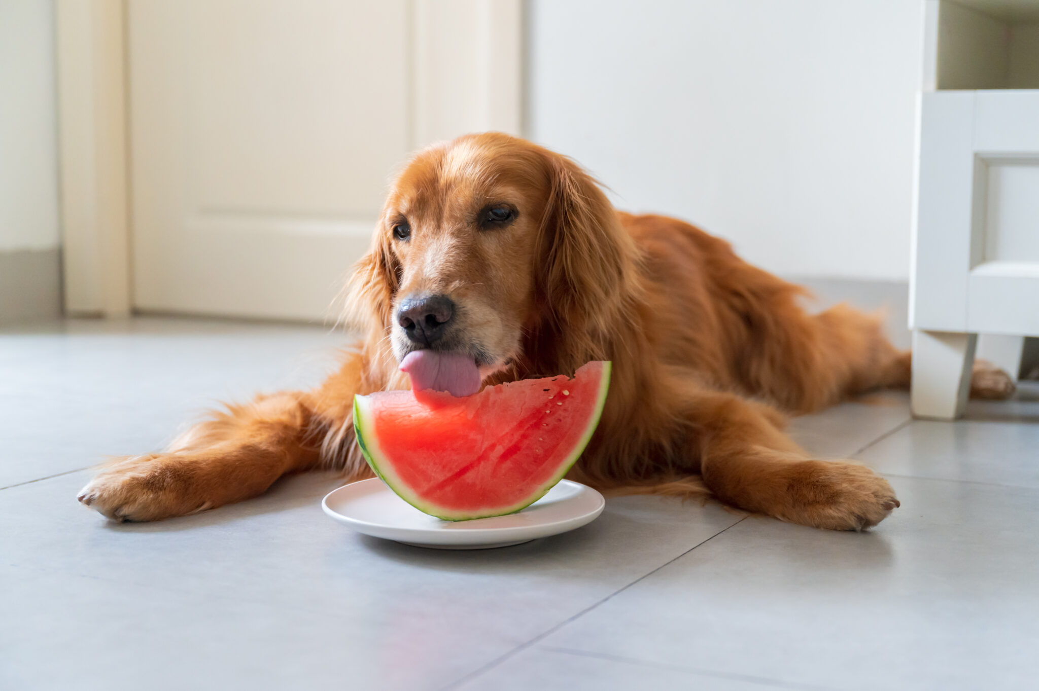 Estate canina: consigli alimentari per affrontare il caldo
