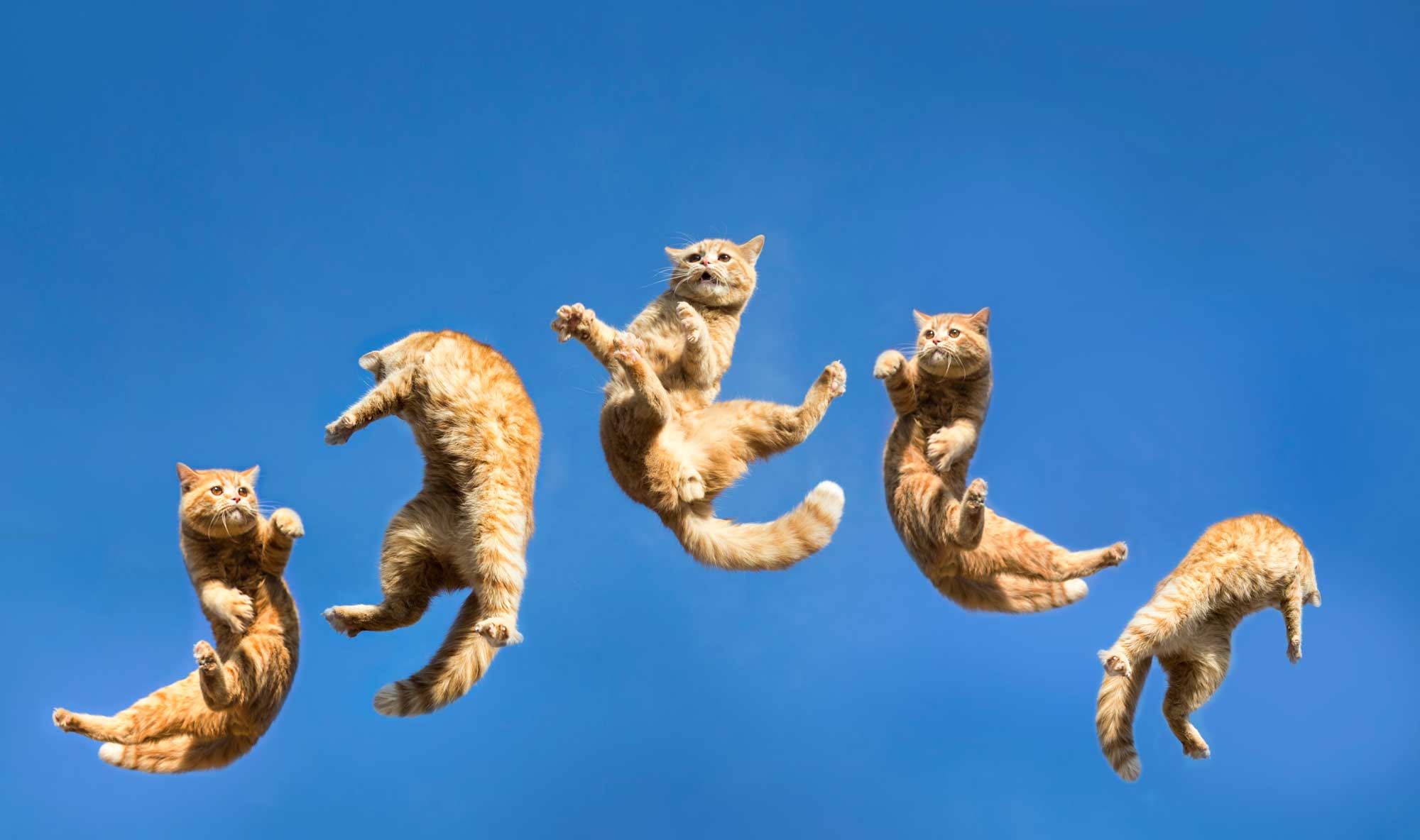 I gatti e il fascino delle nove vite: Un’indagine sulle origini della credenza popolare