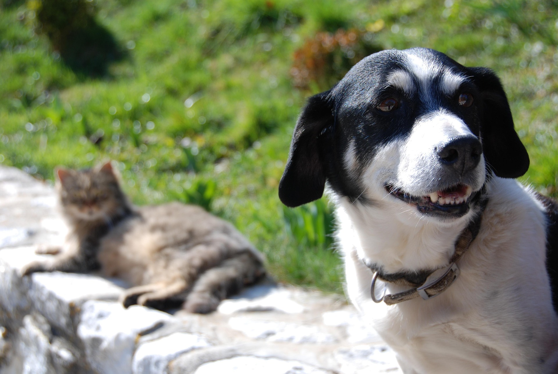 Tutto per i tuoi animali, in pronta consegna